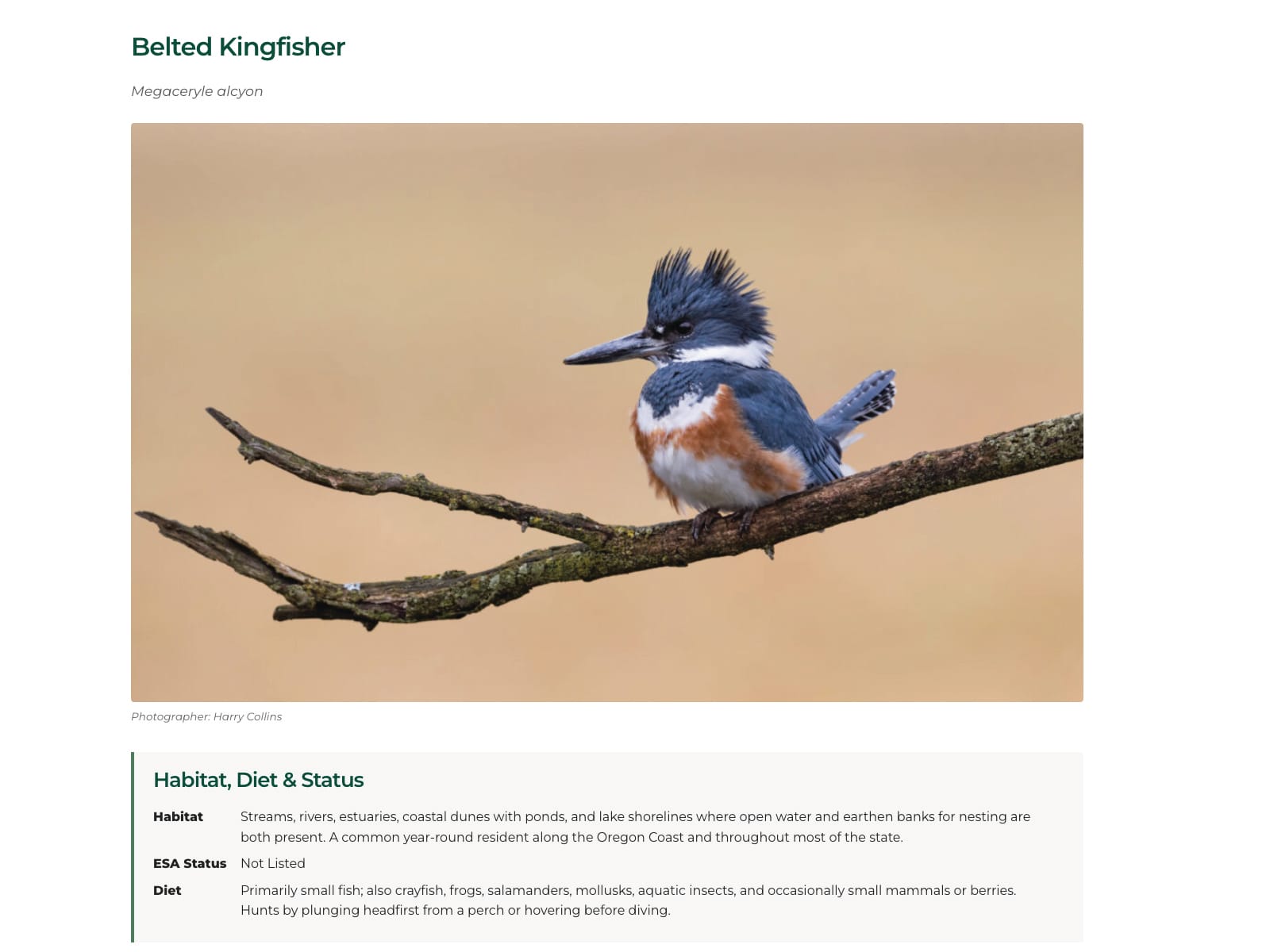 The same Belted Kingfisher record as a visitor sees it: common name, scientific name, a photograph with a credit line, and a Habitat, Diet and Status panel.
